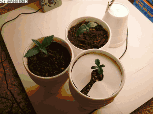 4683111-med.gif