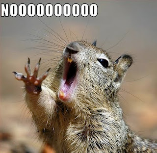 squirrel-nooooooo_1.jpg