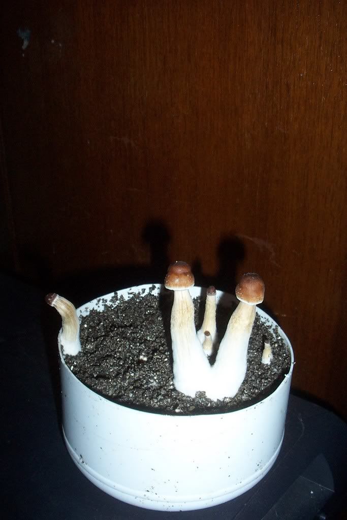 shroom.jpg