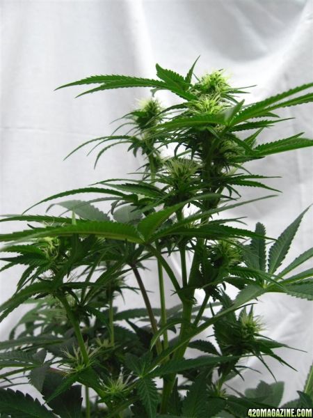 BB_CC_Grow_Update_Sep_13_17_.jpg
