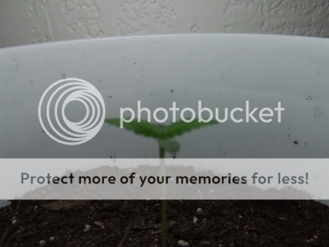 DSCF1605.jpg