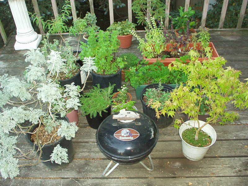 herbs2001.jpg