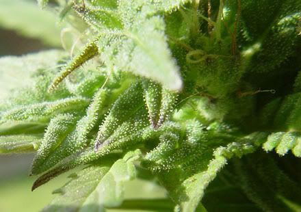 trichomes3.jpg