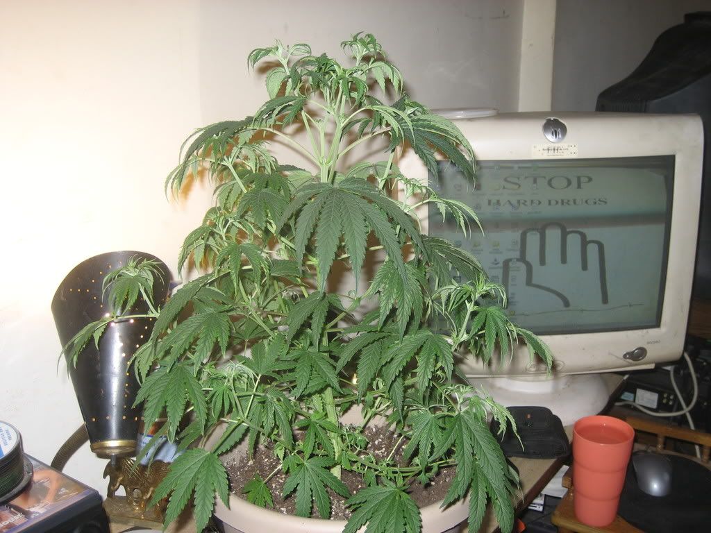 junior003.jpg
