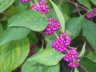 Beautyberry.JPG