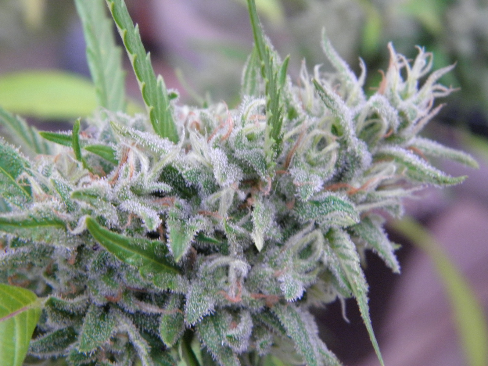 oregongreenseed.com