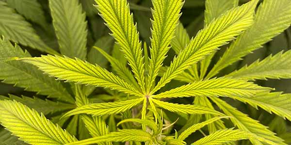 www.ilovegrowingmarijuana.com