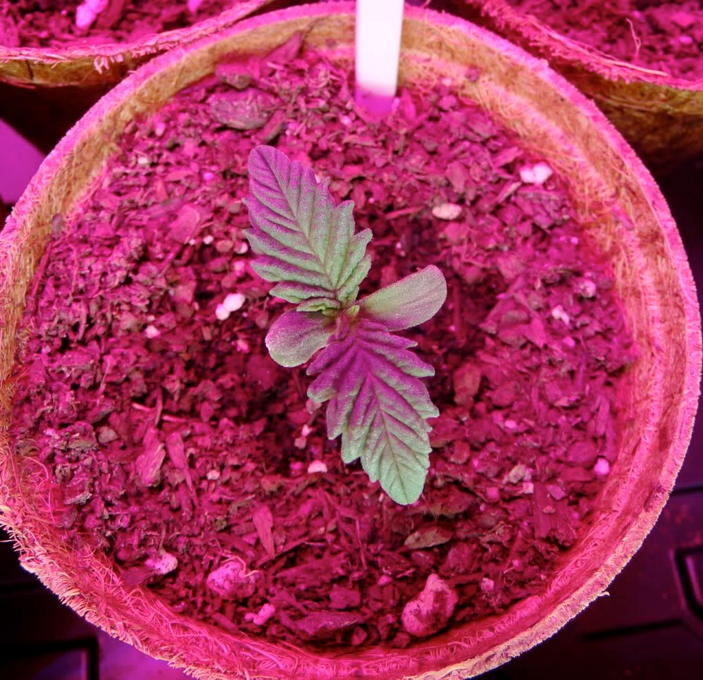 bagseed1.jpg
