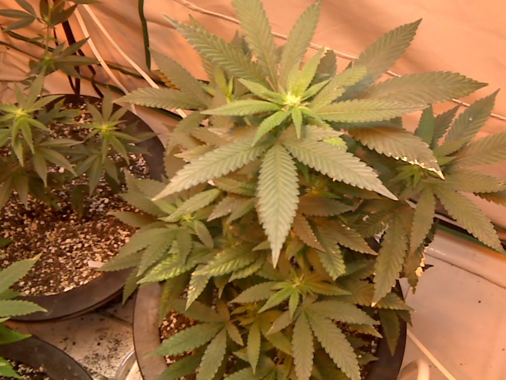 IMG00694.jpg