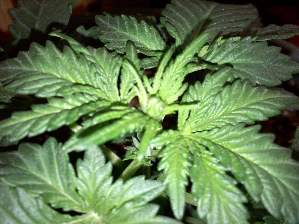 20111208130234.jpg