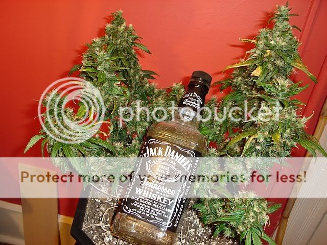 Chop3LST-party.jpg