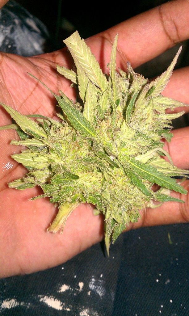 IMAG0666.jpg
