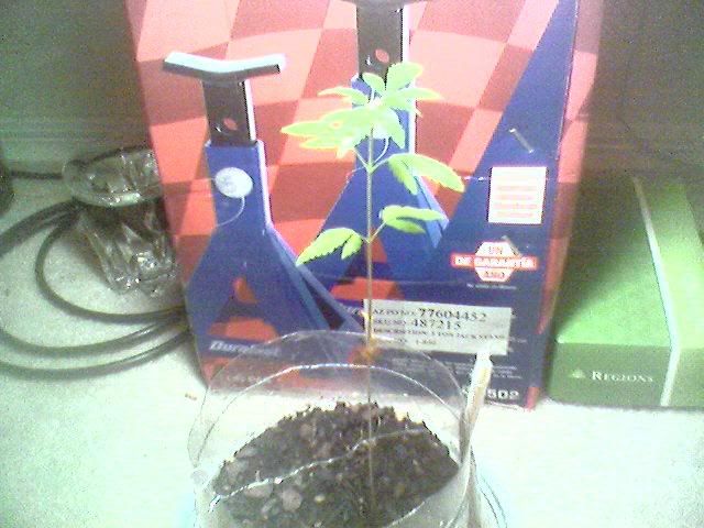 Plant.jpg