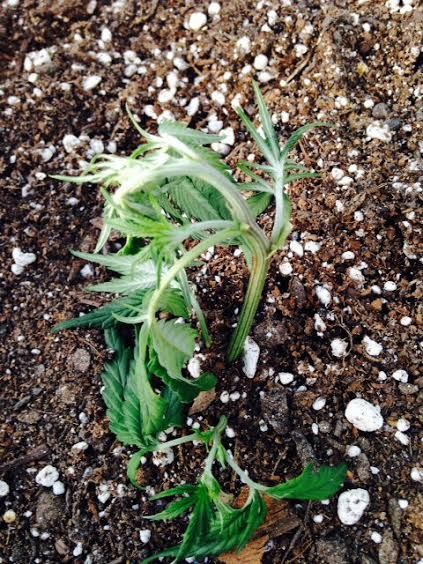 plant.jpg