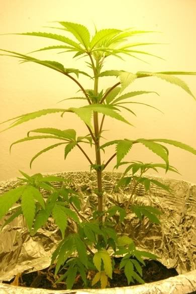 plant5.jpg