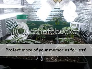 DSCN0321.jpg