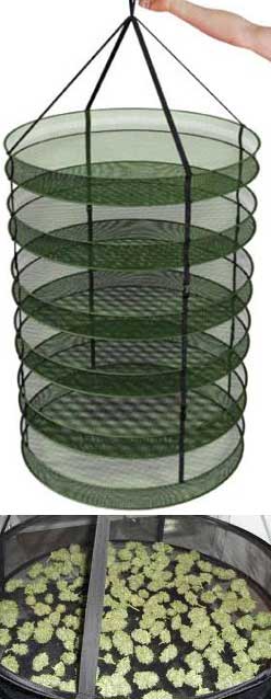 marijuana-buds-drying-rack.jpg