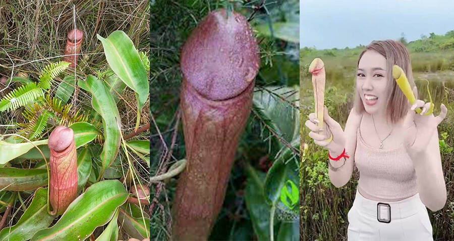 three-views-penis-flytraps.jpg