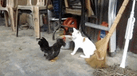 200w.gif