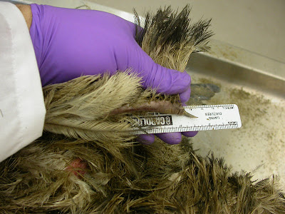 Emu+wing+feathers.jpg