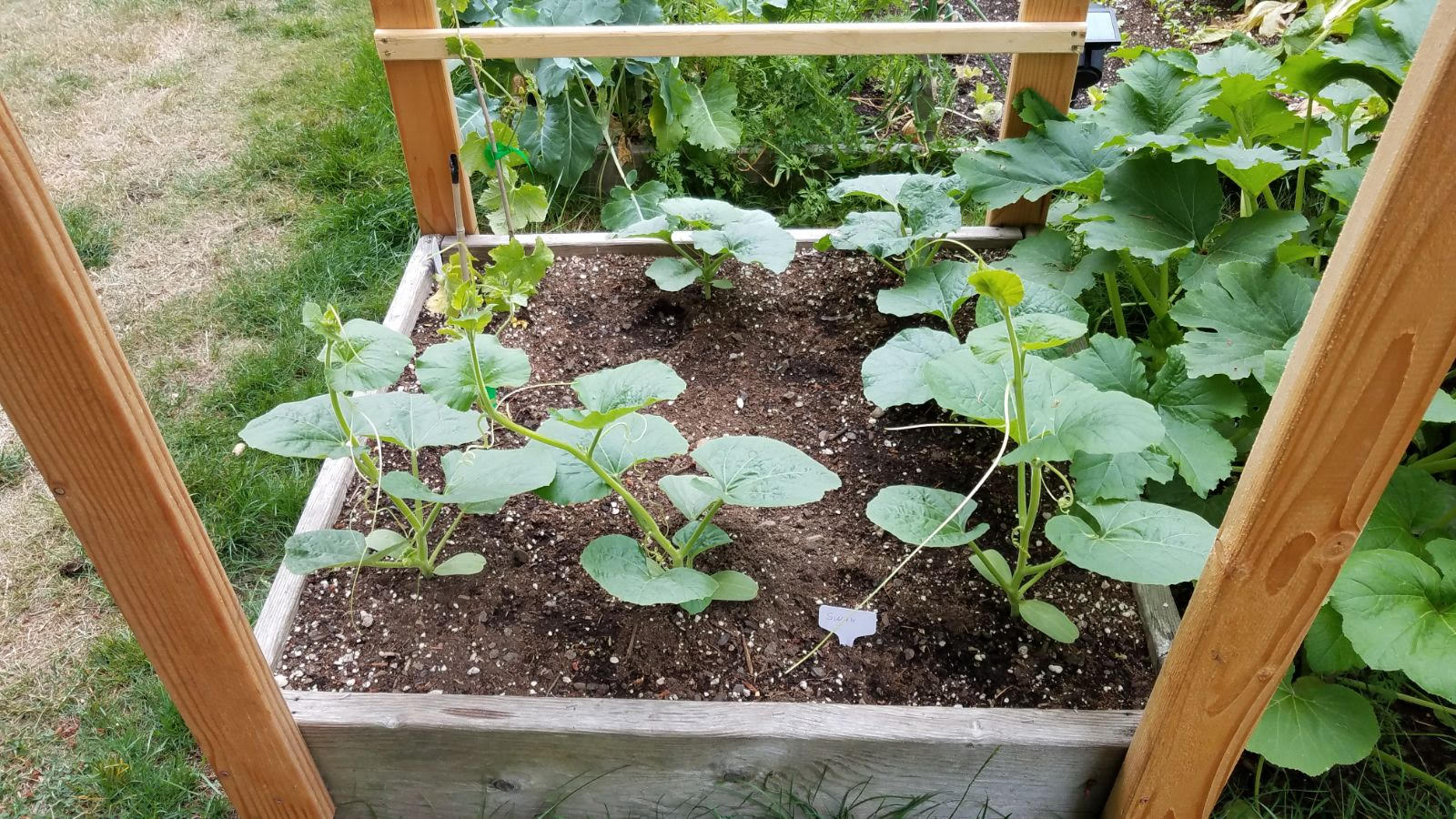 gourds717.jpg