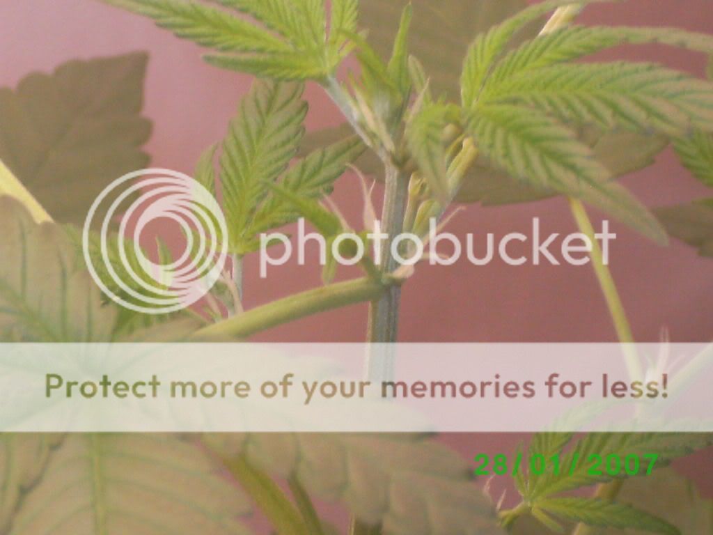 myplant010.jpg