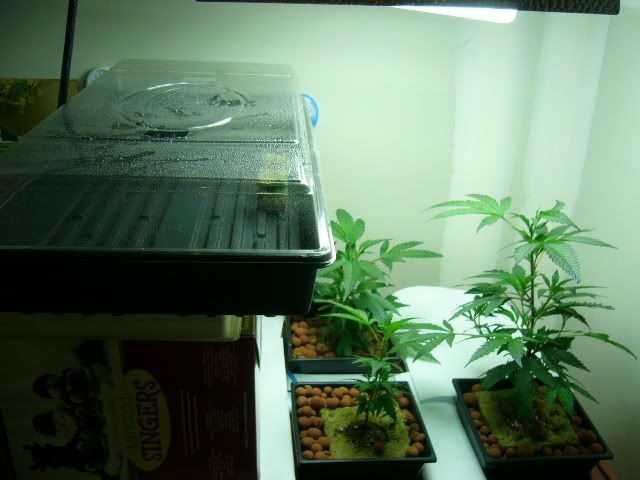 seedling2.jpg