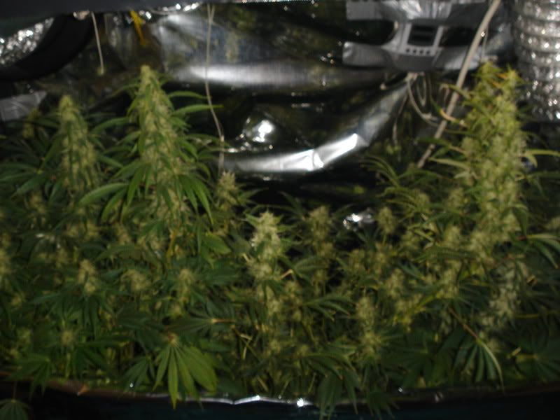 Pistils016.jpg