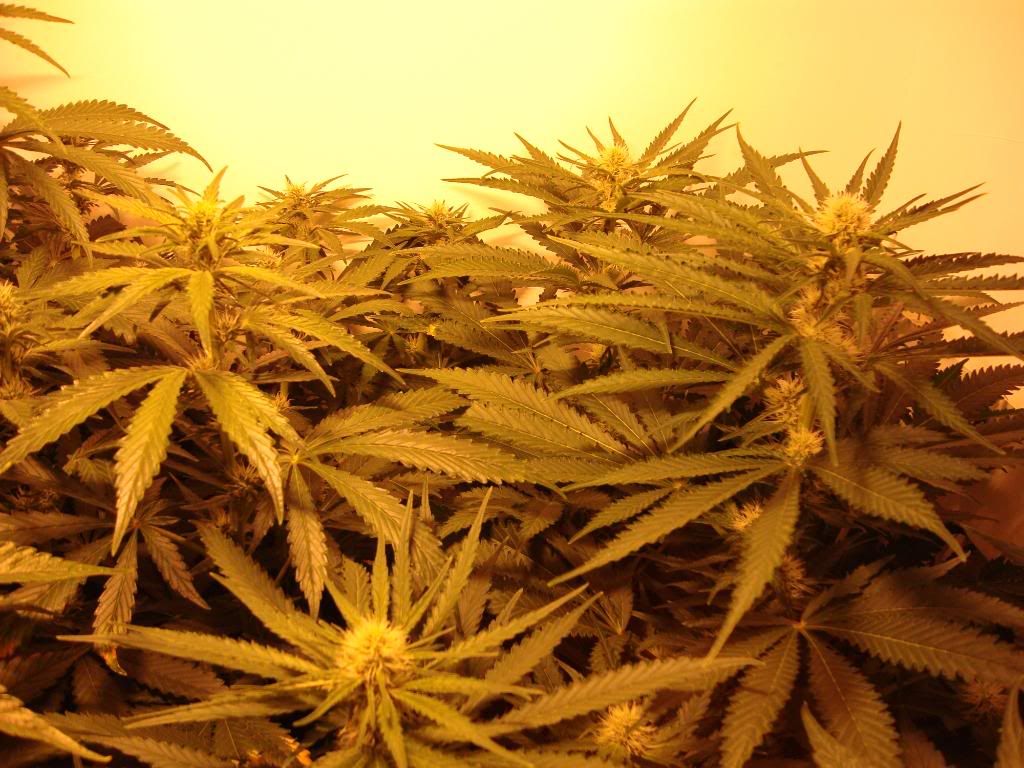 veg009.jpg