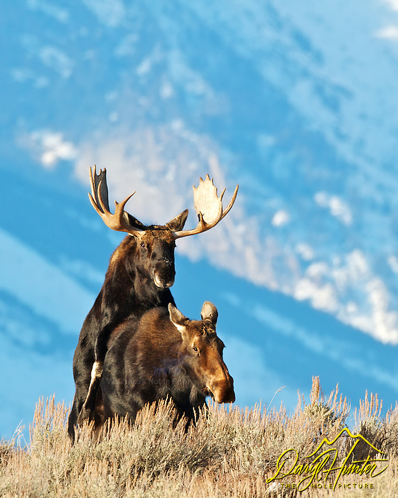 breeding-moose-36945.jpg
