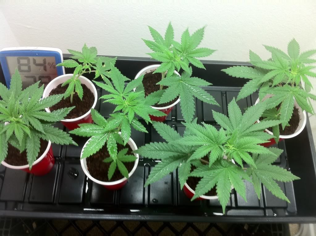 8-4-11clone.jpg