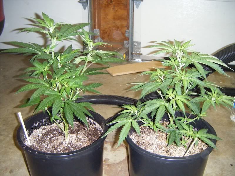 DSCF8150.jpg