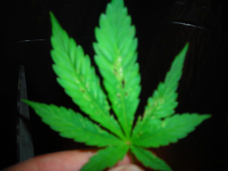 DSCN1434.jpg