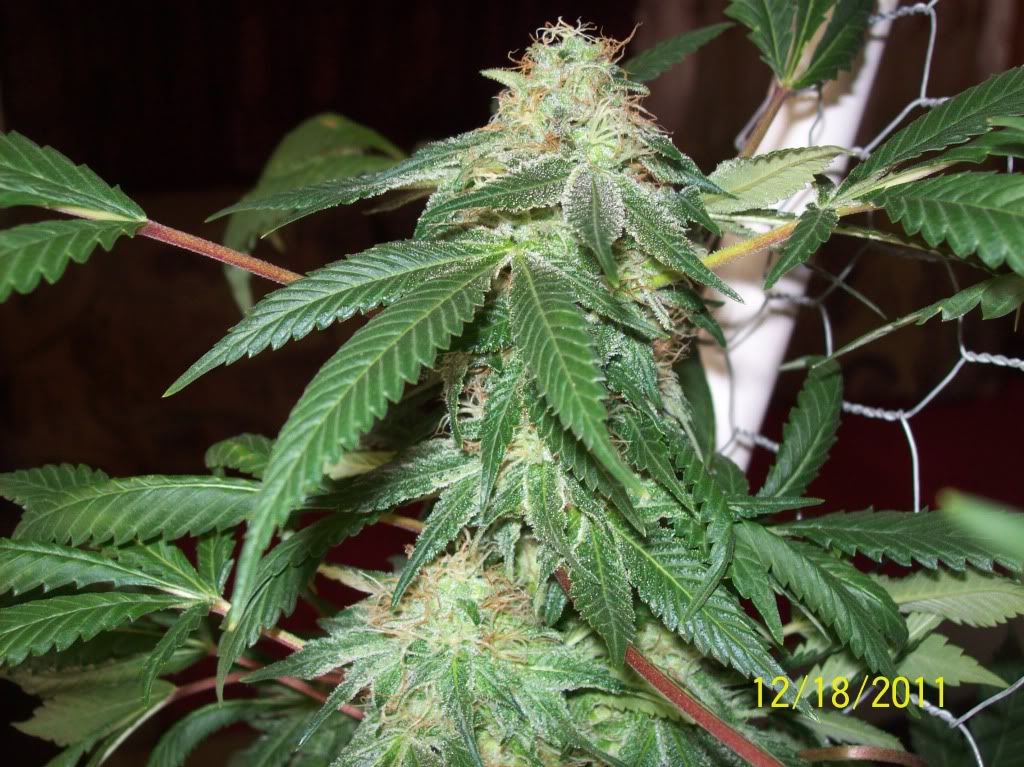 100_8803.jpg