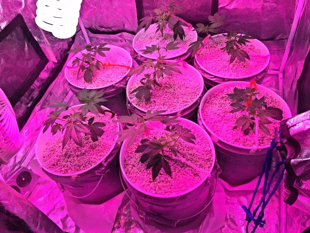 The20Sauce20Day2018_220110915_zpstui8ut5t.jpg