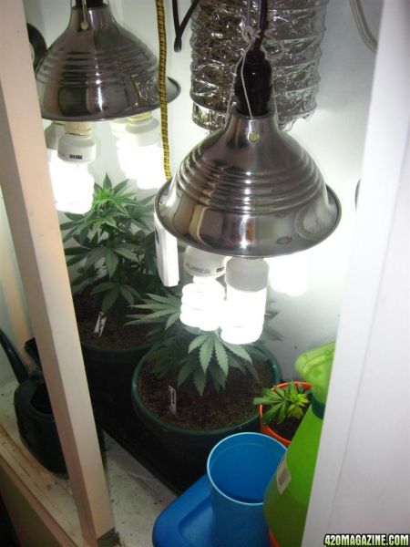 BB_CC_Grow_Update_Sep_13_059.jpg