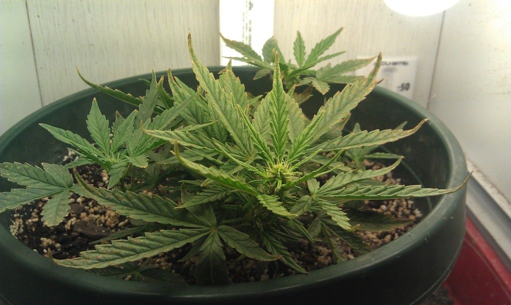 IMAG0209.jpg