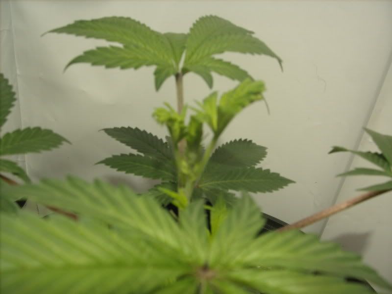 plants6008.jpg