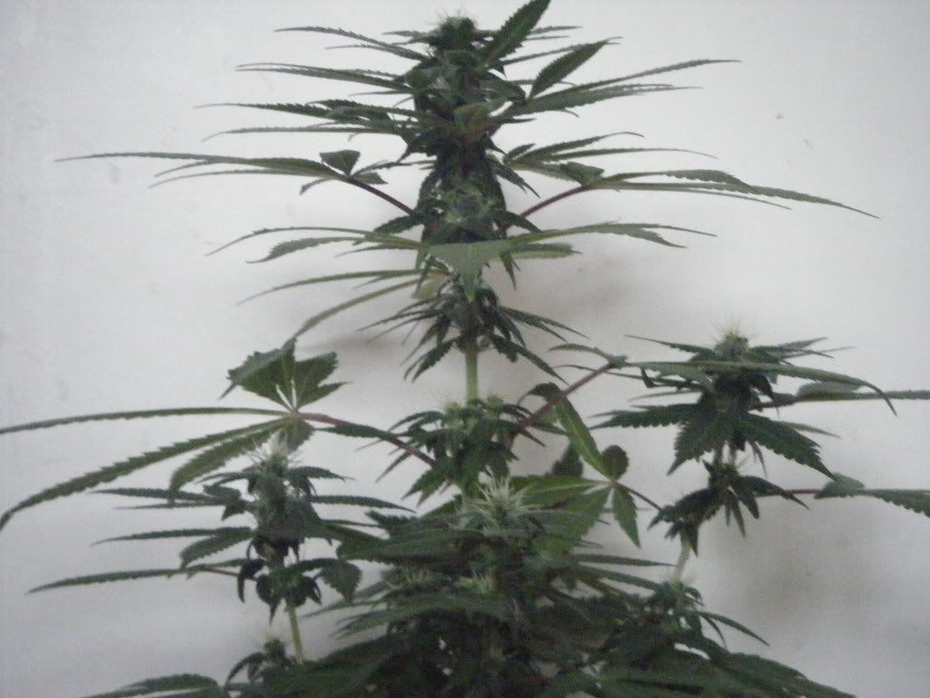 DSCF1507.jpg