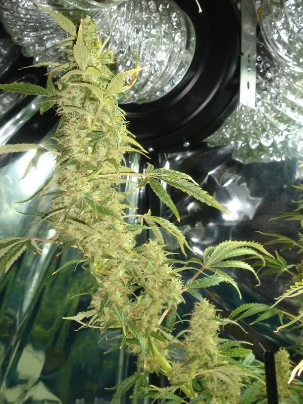 beforeharvest007.jpg