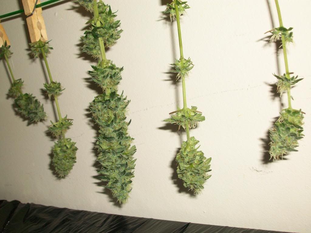 Harvest1Dry2.jpg