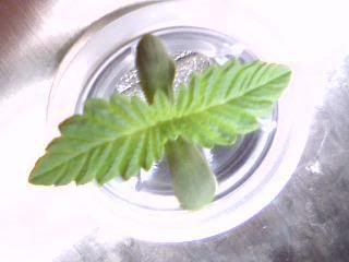 Plantsday3FS1.jpg