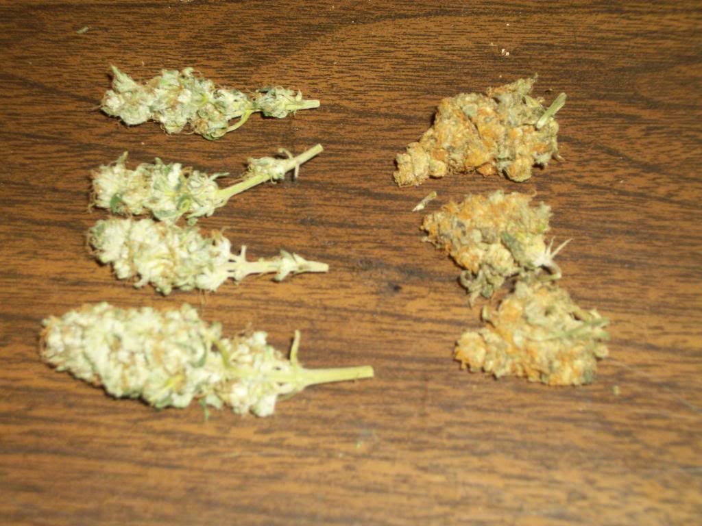 Harvest4Dry6.jpg