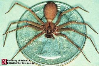 pcspiders_clip_image047.jpg