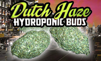 dutch-haze.jpg