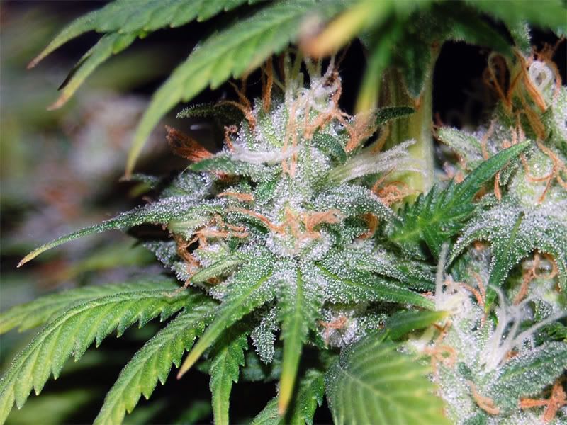 alpha_bud_01.jpg
