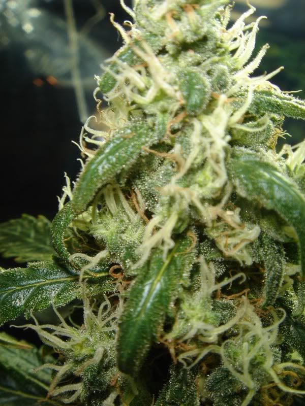 beforeharvest012.jpg