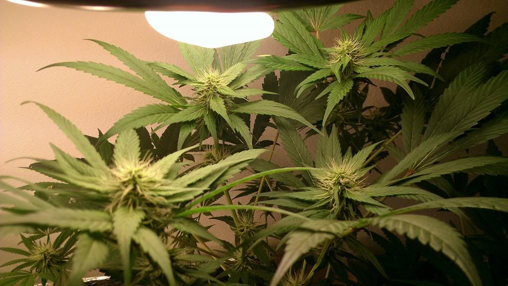 IMAG0983_zps39535349.jpg