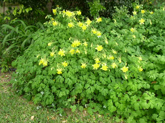 Aquilegia%20chrysantha%20habit.JPG