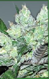 Serious_Seeds_-_Serious_6.jpg